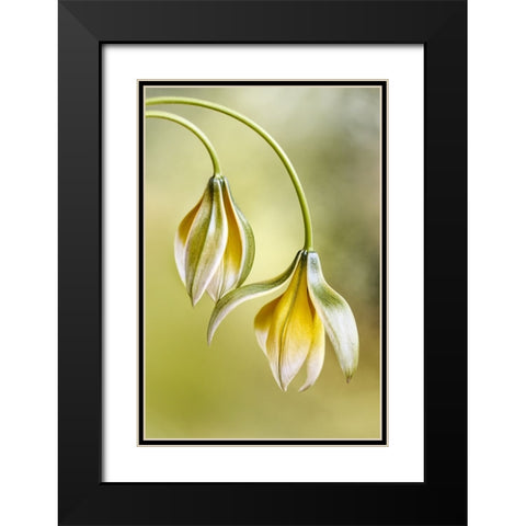 Tulipa Black Modern Wood Framed Art Print with Double Matting by Disher, Mandy