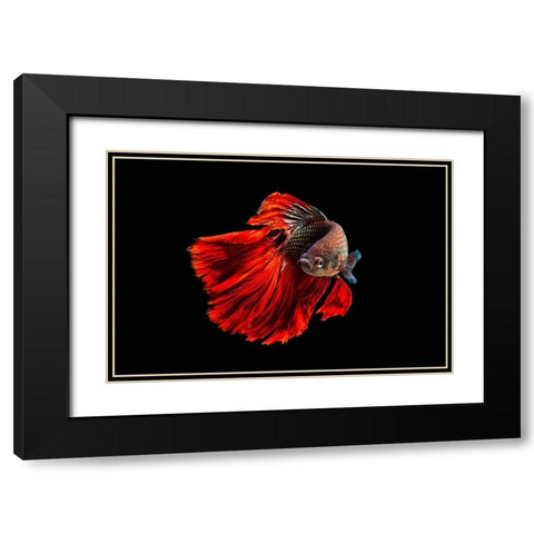 Angry Fish Black Modern Wood Framed Art Print with Double Matting by Halil, Andi