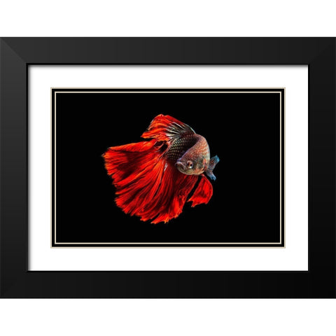 Angry Fish Black Modern Wood Framed Art Print with Double Matting by Halil, Andi
