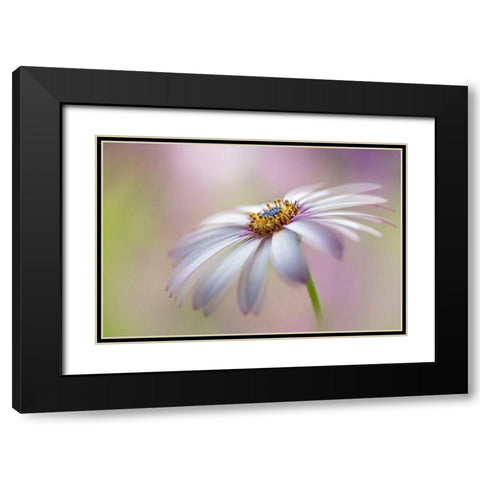 Cape Daisy Black Modern Wood Framed Art Print with Double Matting by Parker, Jacky