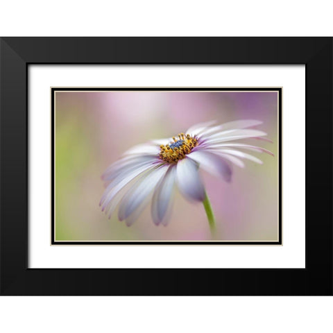 Cape Daisy Black Modern Wood Framed Art Print with Double Matting by Parker, Jacky