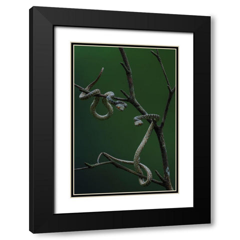 Hon Son Pit Viper Black Modern Wood Framed Art Print with Double Matting by Tan Phat, Dao