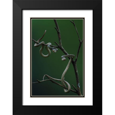Hon Son Pit Viper Black Modern Wood Framed Art Print with Double Matting by Tan Phat, Dao