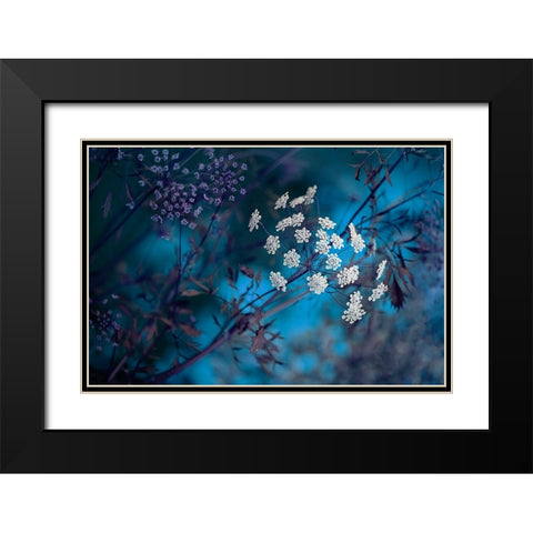 Queen AnneS Lace Black Modern Wood Framed Art Print with Double Matting by Parker, Jacky