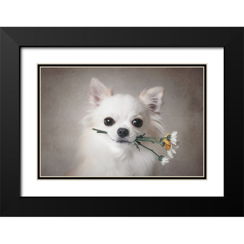 Chihuahua With Flowers Black Modern Wood Framed Art Print with Double Matting by Lienjp