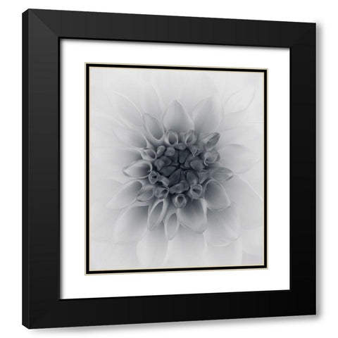 Dahlia Black Modern Wood Framed Art Print with Double Matting by Gronkjar, Lotte