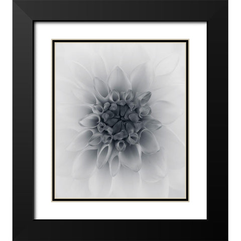 Dahlia Black Modern Wood Framed Art Print with Double Matting by Gronkjar, Lotte