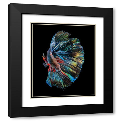 The  Betta Fish Black Modern Wood Framed Art Print with Double Matting by Halil, Andi
