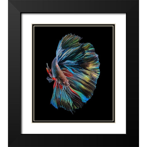 The  Betta Fish Black Modern Wood Framed Art Print with Double Matting by Halil, Andi