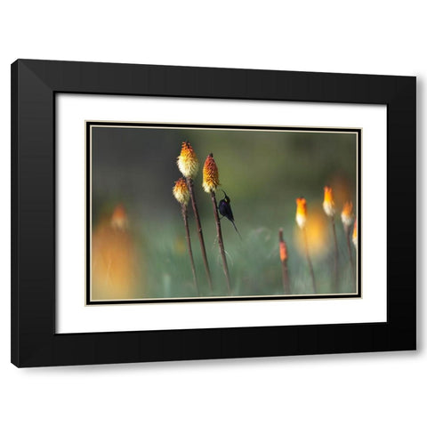Tacazze Sunbird Black Modern Wood Framed Art Print with Double Matting by Marchegiani, Roberto