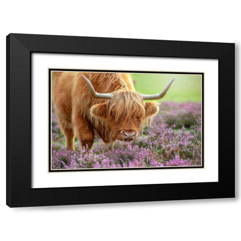 Highland In Heather Black Modern Wood Framed Art Print with Double Matting by Parker, Jacky