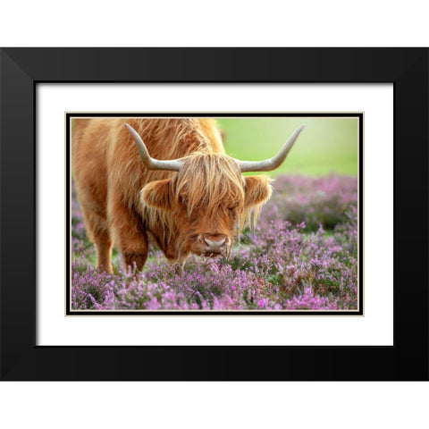 Highland In Heather Black Modern Wood Framed Art Print with Double Matting by Parker, Jacky
