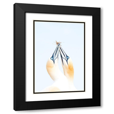 Gannets in love Black Modern Wood Framed Art Print with Double Matting by Jimenez, Inigo