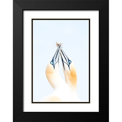 Gannets in love Black Modern Wood Framed Art Print with Double Matting by Jimenez, Inigo