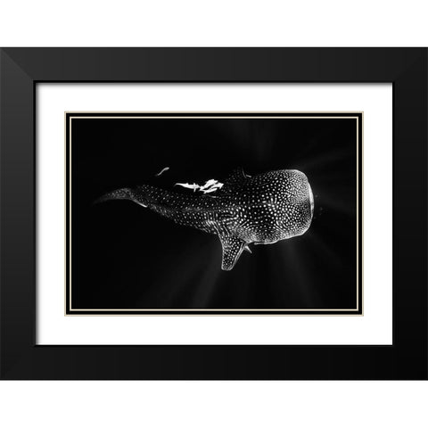 Black And Whale Shark Black Modern Wood Framed Art Print with Double Matting by Gabriel, Barathieu