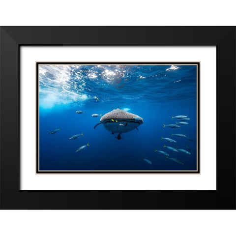 Whale Shark Escorted By A School Of Bonito Black Modern Wood Framed Art Print with Double Matting by Gabriel, Barathieu