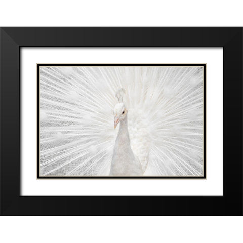 Splendid Whitie Black Modern Wood Framed Art Print with Double Matting by Fegari