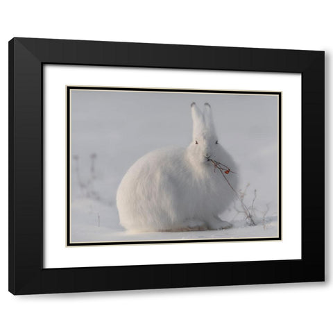 Wild Arctic Hare Black Modern Wood Framed Art Print with Double Matting by Marchegiani, Roberto