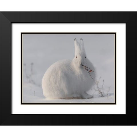 Wild Arctic Hare Black Modern Wood Framed Art Print with Double Matting by Marchegiani, Roberto