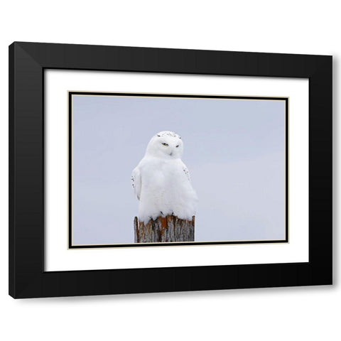 Snowy Owl - The Ghost Black Modern Wood Framed Art Print with Double Matting by Cumming, Jim