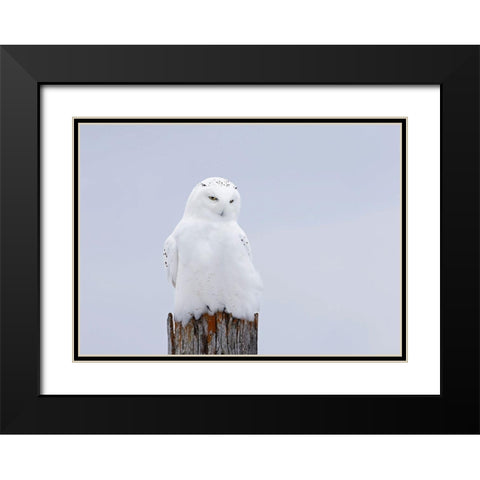Snowy Owl - The Ghost Black Modern Wood Framed Art Print with Double Matting by Cumming, Jim