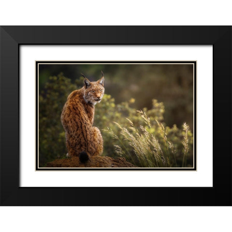 Lynx Fine Art. Black Modern Wood Framed Art Print with Double Matting by Saavedra Ruiz, Sergio