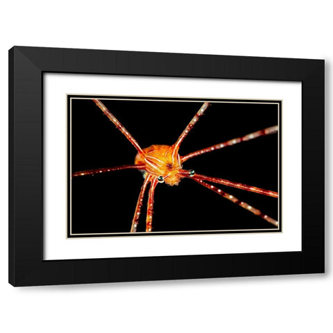 Spider Squat Lobster Black Modern Wood Framed Art Print with Double Matting by Gabriel, Barathieu