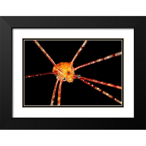 Spider Squat Lobster Black Modern Wood Framed Art Print with Double Matting by Gabriel, Barathieu