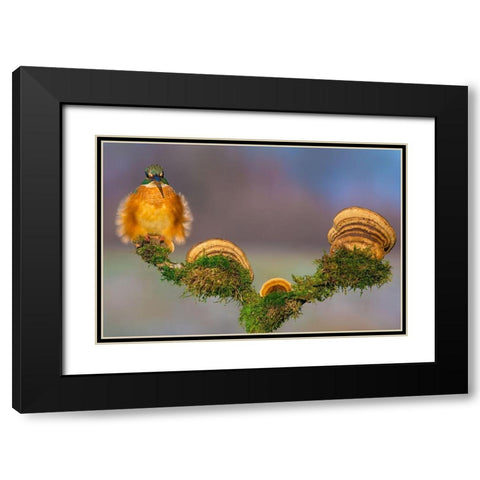 Buhtlin Black Modern Wood Framed Art Print with Double Matting by Sabol, Petar