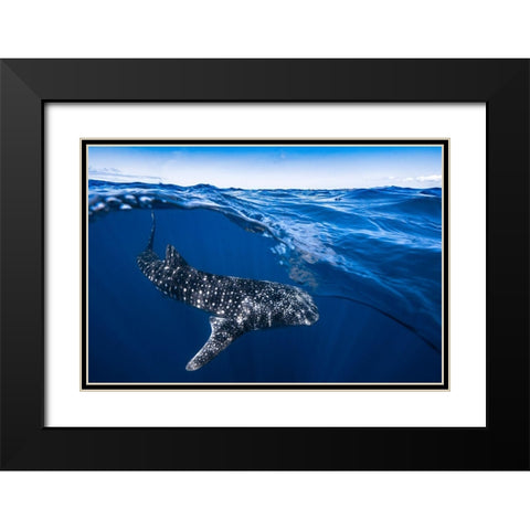 Whale Shark On Split Level Black Modern Wood Framed Art Print with Double Matting by Gabriel, Barathieu