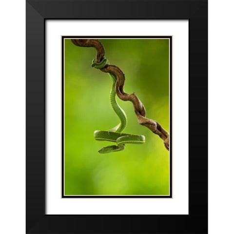 Side-Striped Palm Pitviper Black Modern Wood Framed Art Print with Double Matting by Zygmunt, Milan