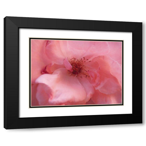Lovely Pink Black Modern Wood Framed Art Print with Double Matting by Petrovic, Snezana