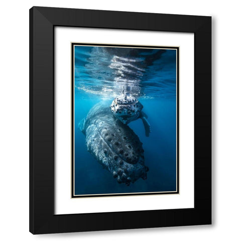 Humpback Whale And Calf Black Modern Wood Framed Art Print with Double Matting by Gabriel, Barathieu