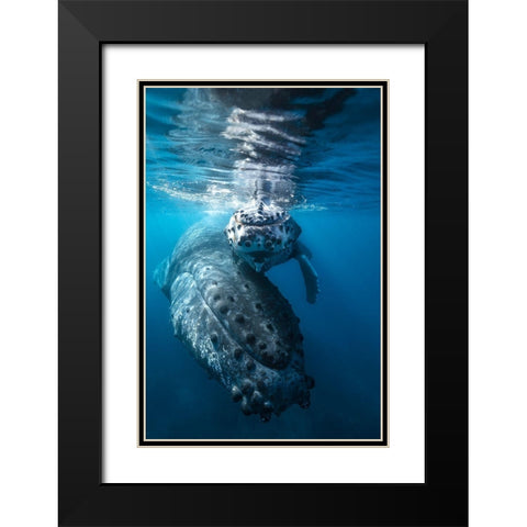 Humpback Whale And Calf Black Modern Wood Framed Art Print with Double Matting by Gabriel, Barathieu
