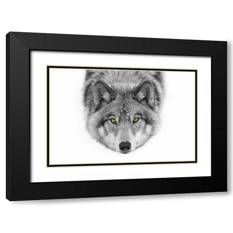 Yellow Eyes - Timber Wolf Black Modern Wood Framed Art Print with Double Matting by Cumming, Jim