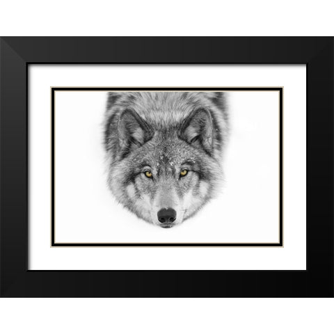 Yellow Eyes - Timber Wolf Black Modern Wood Framed Art Print with Double Matting by Cumming, Jim