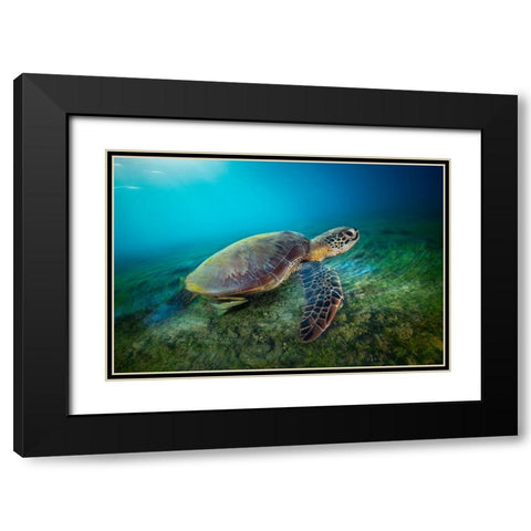 Green Turtle Black Modern Wood Framed Art Print with Double Matting by Gabriel, Barathieu