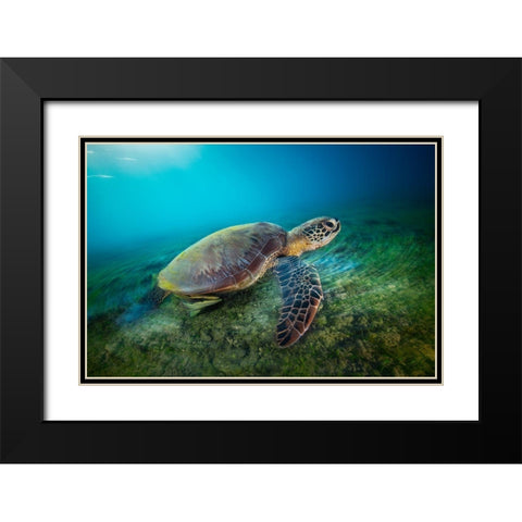 Green Turtle Black Modern Wood Framed Art Print with Double Matting by Gabriel, Barathieu