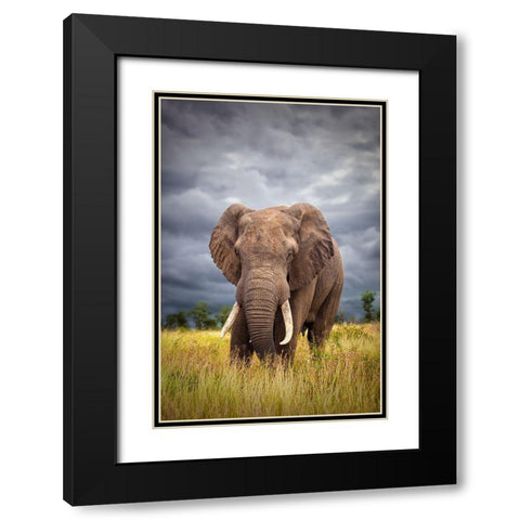 The Big Bull Black Modern Wood Framed Art Print with Double Matting by Moreno, Mario
