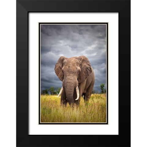 The Big Bull Black Modern Wood Framed Art Print with Double Matting by Moreno, Mario