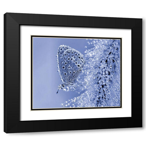 Christmas Butterfly... Black Modern Wood Framed Art Print with Double Matting by Dufour, Thierry