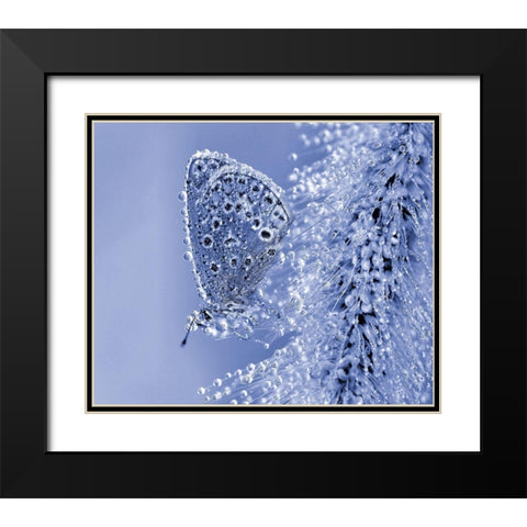 Christmas Butterfly... Black Modern Wood Framed Art Print with Double Matting by Dufour, Thierry