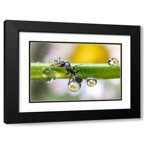 The Ant Between The Drops Black Modern Wood Framed Art Print with Double Matting by Caleffi, Emanuele