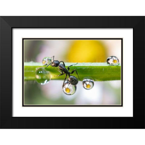 The Ant Between The Drops Black Modern Wood Framed Art Print with Double Matting by Caleffi, Emanuele