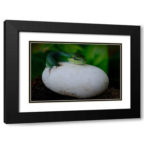 Gonyosoma Oxycephalum Hatching Black Modern Wood Framed Art Print with Double Matting by Tan Phat, Dao