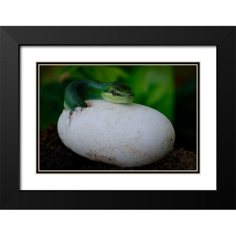 Gonyosoma Oxycephalum Hatching Black Modern Wood Framed Art Print with Double Matting by Tan Phat, Dao