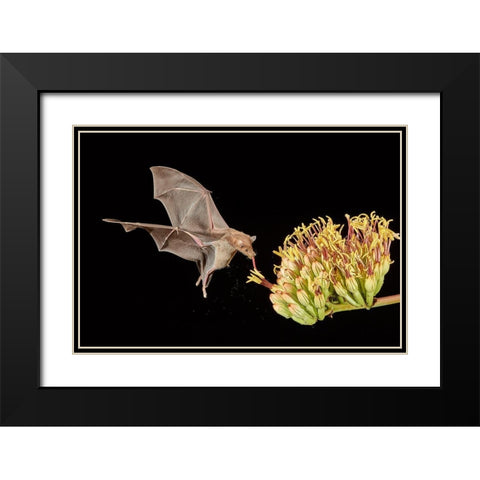 Slurp A Go Black Modern Wood Framed Art Print with Double Matting by Hudson, Peter