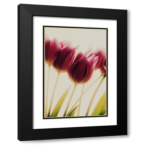 Tulips Black Modern Wood Framed Art Print with Double Matting by Philippin-Lipscomb, Rosalinde