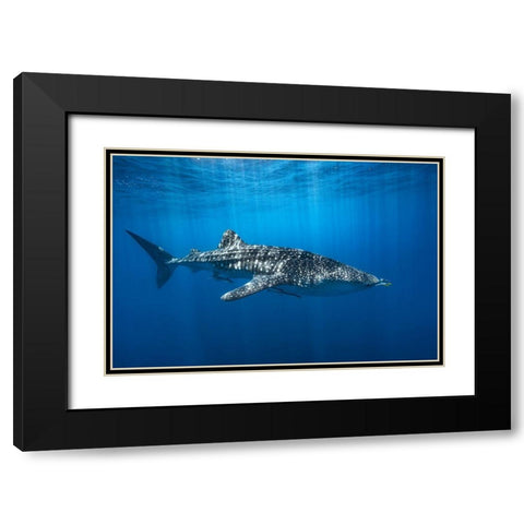 Whale Shark In The Blue Black Modern Wood Framed Art Print with Double Matting by Gabriel, Barathieu