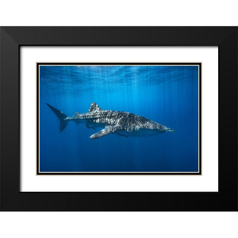 Whale Shark In The Blue Black Modern Wood Framed Art Print with Double Matting by Gabriel, Barathieu
